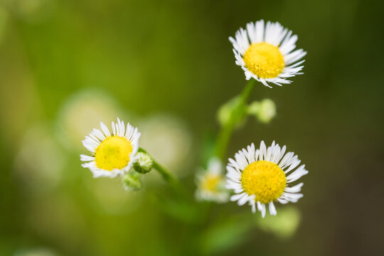 Close up image of small wild chamomile flowers on soft green background.