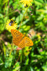 High brown fritillary butterfly sitting on a flower and pollinating