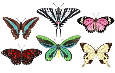 Drawn set with colorful butterflies of different types. Vector illustration