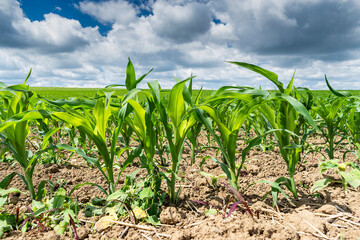 Green corn field in the eastern Bulgaria in the summer