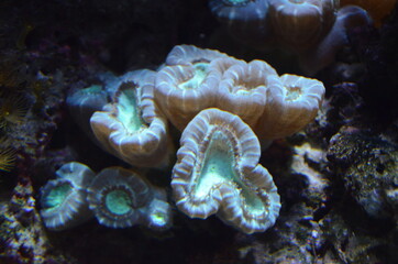 Fototapeta premium Coral in the Berlin Aquarium, Germany