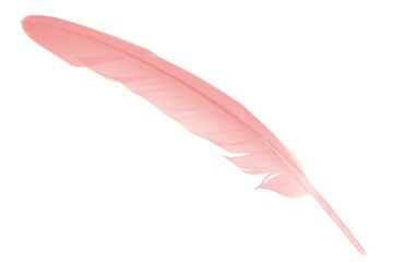 Beautiful light pink feather isolated on white background