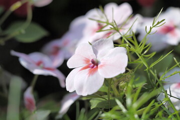 Pale pink color flower in Hong Kong