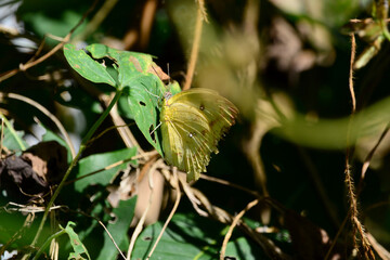 green tree frog on a leaf