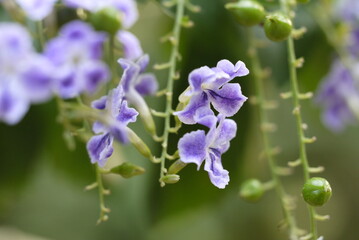Fototapeta premium pigeon berry flower