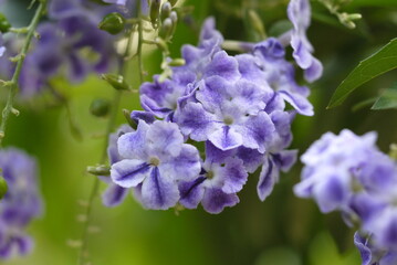 pigeon berry flower