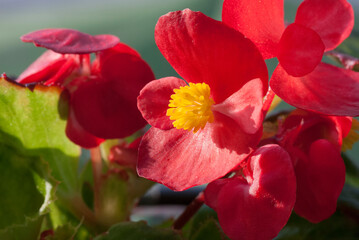 Red Begonia flowers facing the sun
