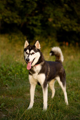 Beautiful siberian husky female in nature, pose, dog portrait, happy, cute, summer, spring