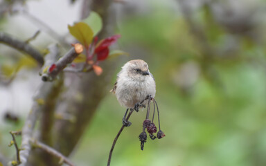 Tiny Bushtit bird perched on a twig of a bush with berries.