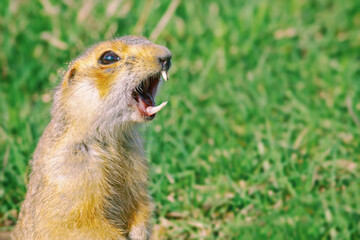 gopher climbed out of the hole on the lawn, fluffy cute gopher sitting on a green meadow on a Sunny...