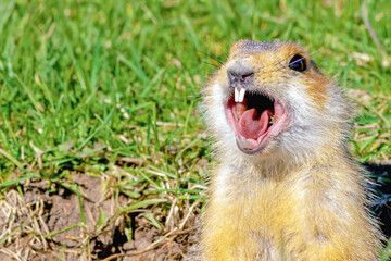 Naklejka na ściany i meble gopher climbed out of the hole on the lawn, fluffy cute gopher sitting on a green meadow on a Sunny day, gopher screams in the meadow, closeup