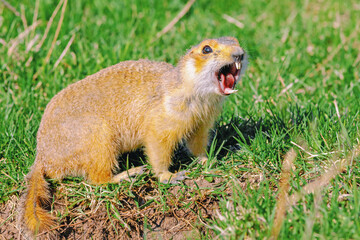 gopher climbed out of the hole on the lawn, fluffy cute gopher sitting on a green meadow on a Sunny day, gopher screams in the meadow, closeup