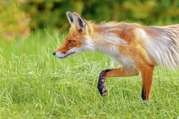 Fototapeta premium portrait of a red Fox in the period of molting on the background of a forest