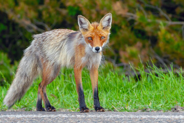 Naklejka na ściany i meble portrait of a red Fox in the period of molting on the background of a forest