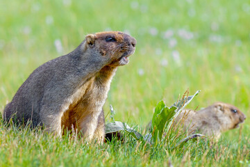 Naklejka na ściany i meble Groundhog on a green meadow on a warm summer day