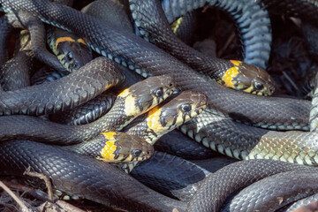many snakes lie basking in the warm sun