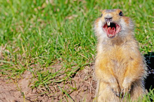 gopher climbed out of the hole on the lawn, fluffy cute gopher sitting on a green meadow on a Sunny day, gopher screams in the meadow, closeup