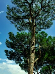 group of pine trees and blue cloud sky