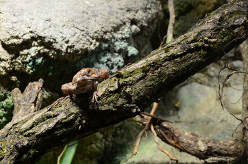 lizard at the zoo, Berlin (Germany)
