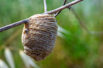 Insect cocoon on a small branch close up