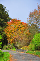 Naklejka premium autumn in the park