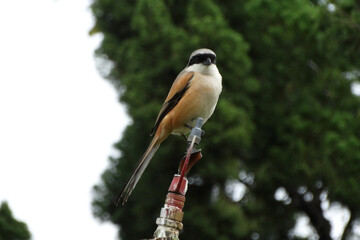 A long tailed shrike in Hong Kong