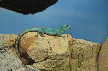 lizard at the zoo, Berlin (Germany)