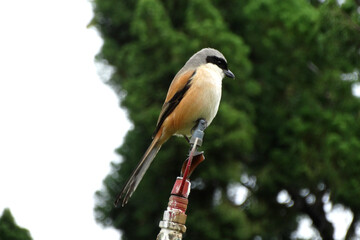 A long tailed shrike in Hong Kong