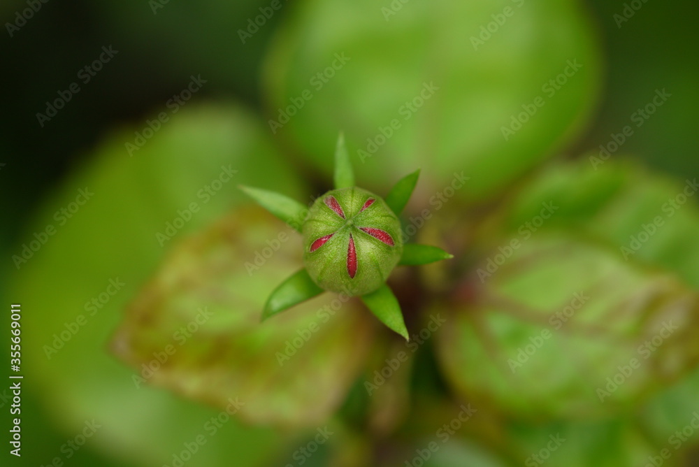 Wall mural flower bud on a leaf