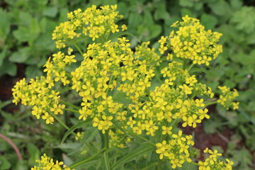 Fototapeta premium Bright yellow flower bloomed in a meadow in summer
