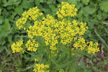 
Bright yellow flower bloomed in a meadow in summer