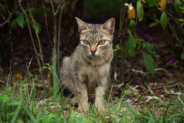 Naklejka na ściany i meble A wild cat sitting in the garden 