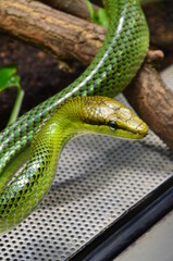 Green snake on the branch in aquarium in Berlin (Germany)