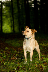 Cute mix breed dog posing in the forest. Amazing portrait of standing dog with collar in the nature