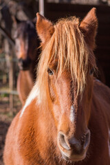 Orange piebald mare with arabian horse in the background.