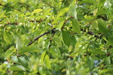 
Cherry plum fruits ripen on tree branches in early summer