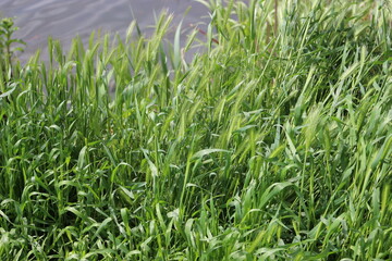 
Green grass is eared on the river bank