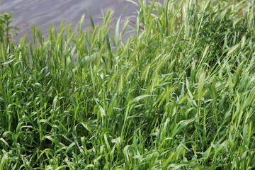
Green grass is eared on the river bank