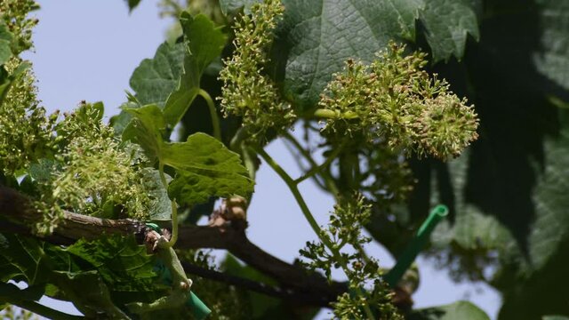 Vineyard in the Veneto countryside Euganean Hills
