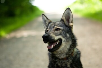 Cute young dog portrait. Mixbreed of czechoslovakian wolfdog.