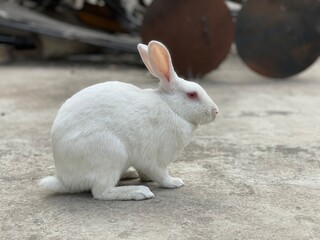 white rabbit on the ground