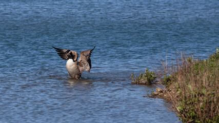 Canada goose flapping its wings at the Wildfowl and Wetlands Trust London Wetland Centre, Barnes, London, England