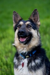 Cute portrait of young german sheperd dog  mix breed 