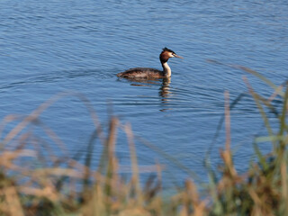 A great crested grebe still wet from diving for fish at the Wildfowl and Wetlands Trust London Wetland Centre, Barnes, London, England