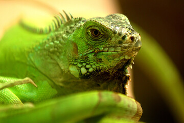 Extinct wildlife animal Green Iguanas walking on ground. Extinct Animal in India. Reptiles of lizard family. 