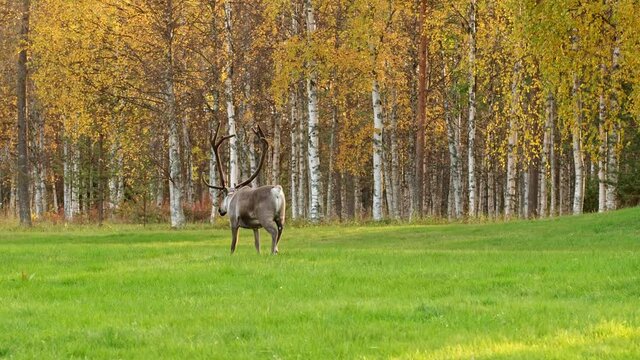 Reindeer grazing on the green field at autumn in Lapland, Northern Finland