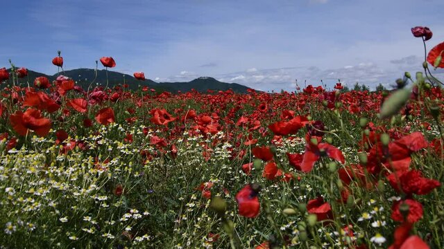 In the middle of a field of poppies and wild chamomile background Euganean hills blue sky