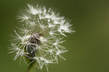 dandelion seed head with water drops macro