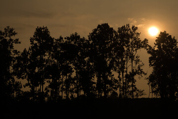 Pine tree at Shillong View Point, Laitkor Peak shillong meghalaya india.
