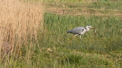 A grey heron holding an eel with its beak at the Wildfowl and Wetlands Trust London Wetland Centre, Barnes, London, England
